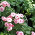 Phlox drummondii Caroline 'Salmon Eye'.JPG