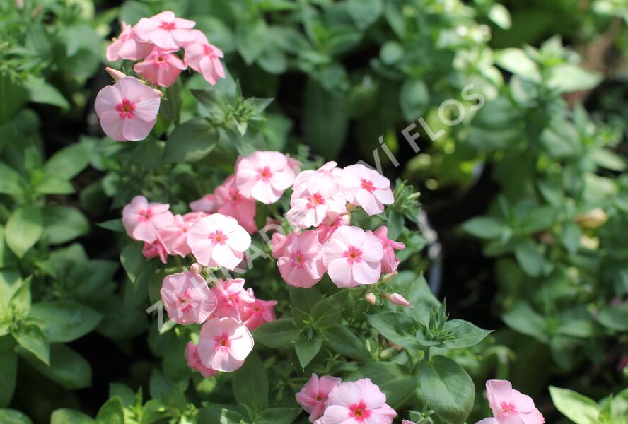 Plamenka drummondova Caroline 'Salmon Eye' - Phlox drummondii Caroline 'Salmon Eye'