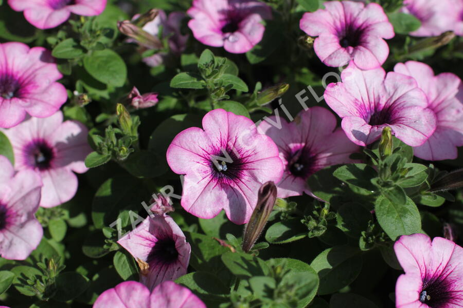 Petúnie 'Capella Pink Lace' - Petunia × atkinsoniana 'Capella Pink Lace'