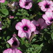Petúnie 'Capella Pink Lace' - Petunia × atkinsoniana 'Capella Pink Lace'