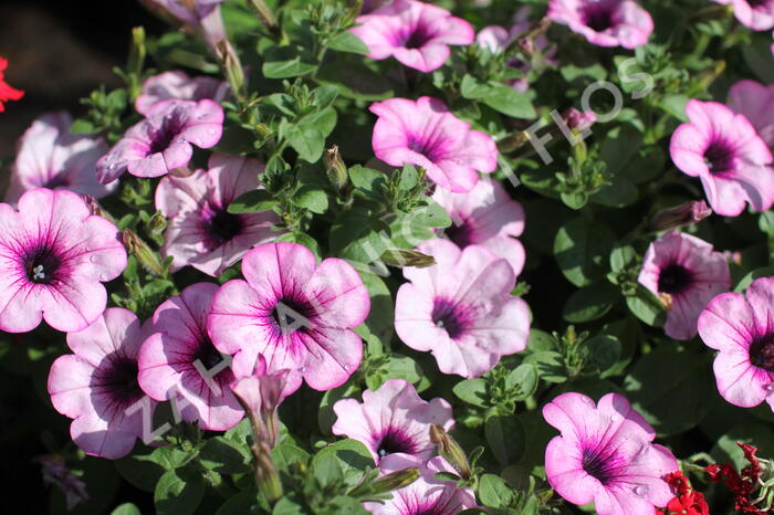 Petúnie 'Capella Pink Lace' - Petunia × atkinsoniana 'Capella Pink Lace'