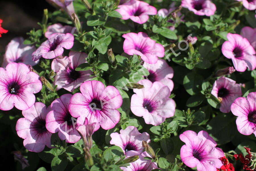 Petúnie 'Capella Pink Lace' - Petunia × atkinsoniana 'Capella Pink Lace'