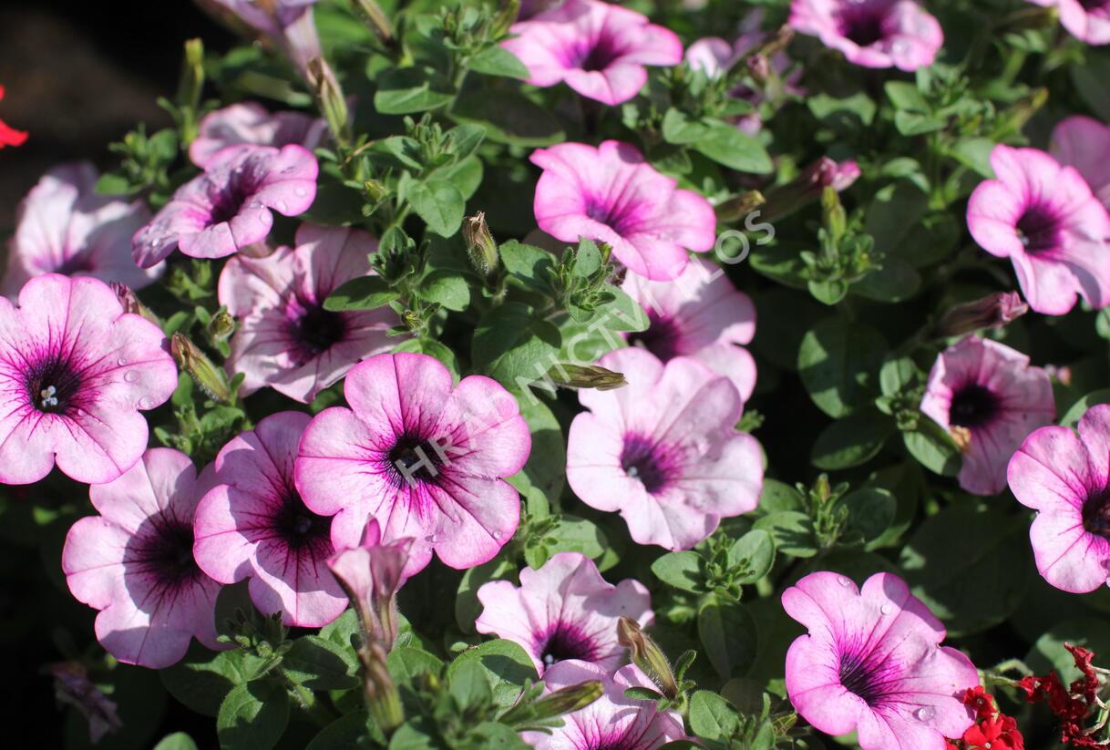 Petůnie 'Capella Rose' - Petunia × atkinsoniana 'Capella Rose'
