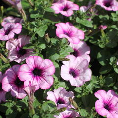Petúnie 'Capella Pink Lace' - Petunia × atkinsoniana 'Capella Pink Lace'