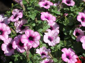 Petůnie 'Capella Rose' - Petunia × atkinsoniana 'Capella Rose'
