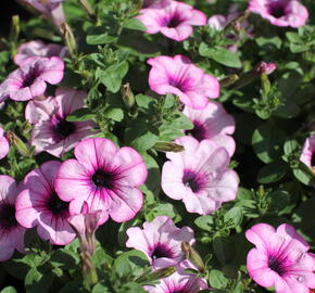 Petúnie 'Capella Pink Lace' - Petunia × atkinsoniana 'Capella Pink Lace'