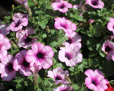 Petůnie 'Capella Rose'