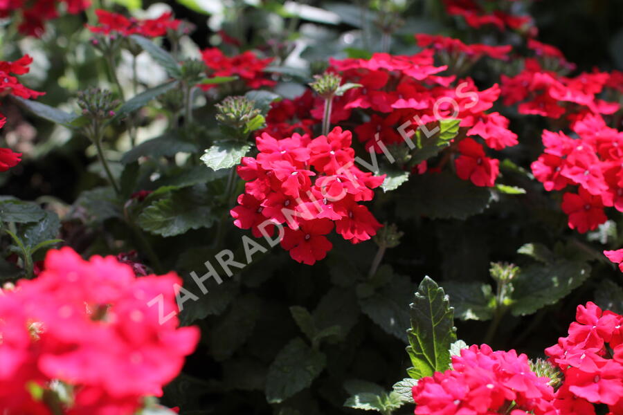 Verbena, sporýš 'Vanessa Red' - Verbena hybrida 'Vanessa Red'