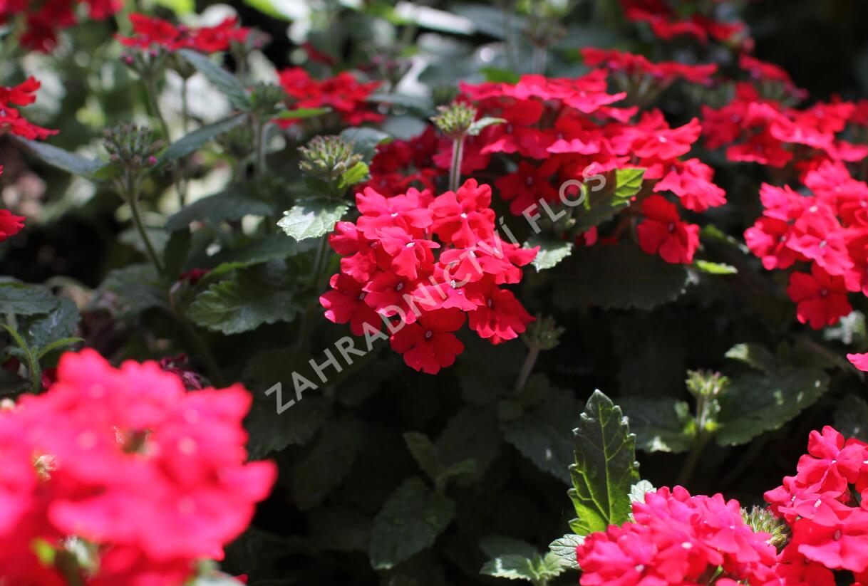 Sporýš 'Vanessa Red' - Verbena hybrida 'Vanessa Red'