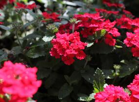 Sporýš 'Vanessa Red' - Verbena hybrida 'Vanessa Red'