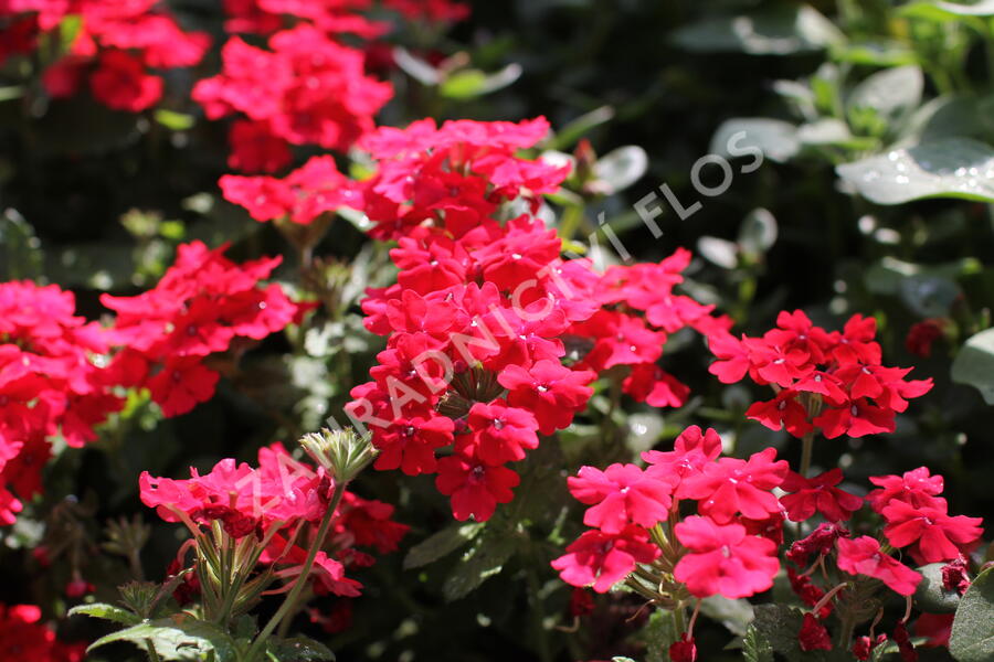 Verbena, sporýš 'Vanessa Red' - Verbena hybrida 'Vanessa Red'