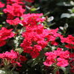 Verbena, sporýš 'Vanessa Red' - Verbena hybrida 'Vanessa Red'