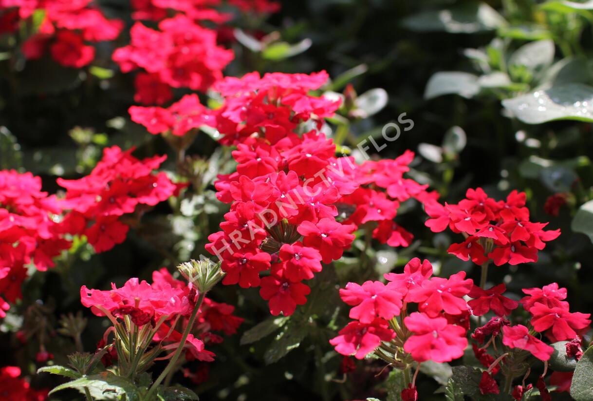 Sporýš 'Vanessa Red' - Verbena hybrida 'Vanessa Red'
