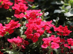 Sporýš 'Vanessa Red' - Verbena hybrida 'Vanessa Red'