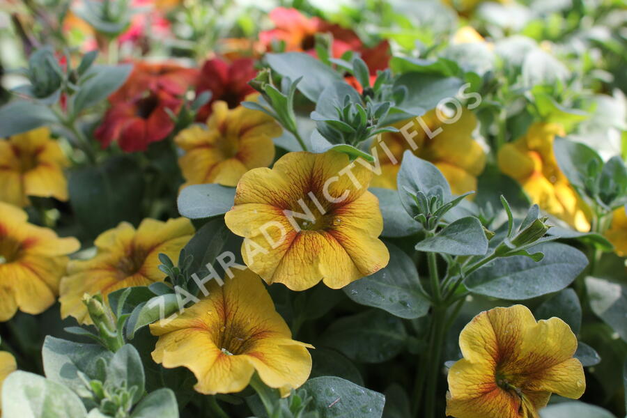 Petúnie 'Petchoa BeautiCal Caramel Yellow' - Petunia hybrida 'Petchoa BeautiCal Caramel Yellow'