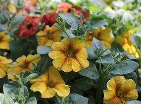 Petúnie 'Petchoa BeautiCal Caramel Yellow' - Petunia hybrida 'Petchoa BeautiCal Caramel Yellow'