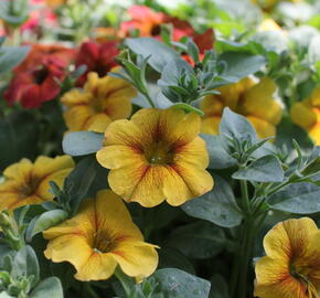 Petúnie 'Petchoa BeautiCal Caramel Yellow' - Petunia hybrida 'Petchoa BeautiCal Caramel Yellow'