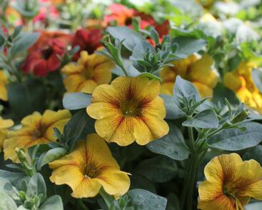 Petúnie 'Petchoa BeautiCal Caramel Yellow'