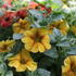 Petunia hybrida 'Petchoa BeautiCal Caramel Yellow'.JPG