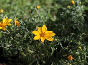 Dvouzubec prutolistý 'Interceptor' - Bidens ferulifolia 'Interceptor'
