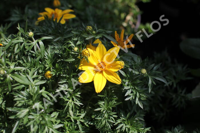 Dvouzubec prutolistý 'Interceptor' - Bidens ferulifolia 'Interceptor'