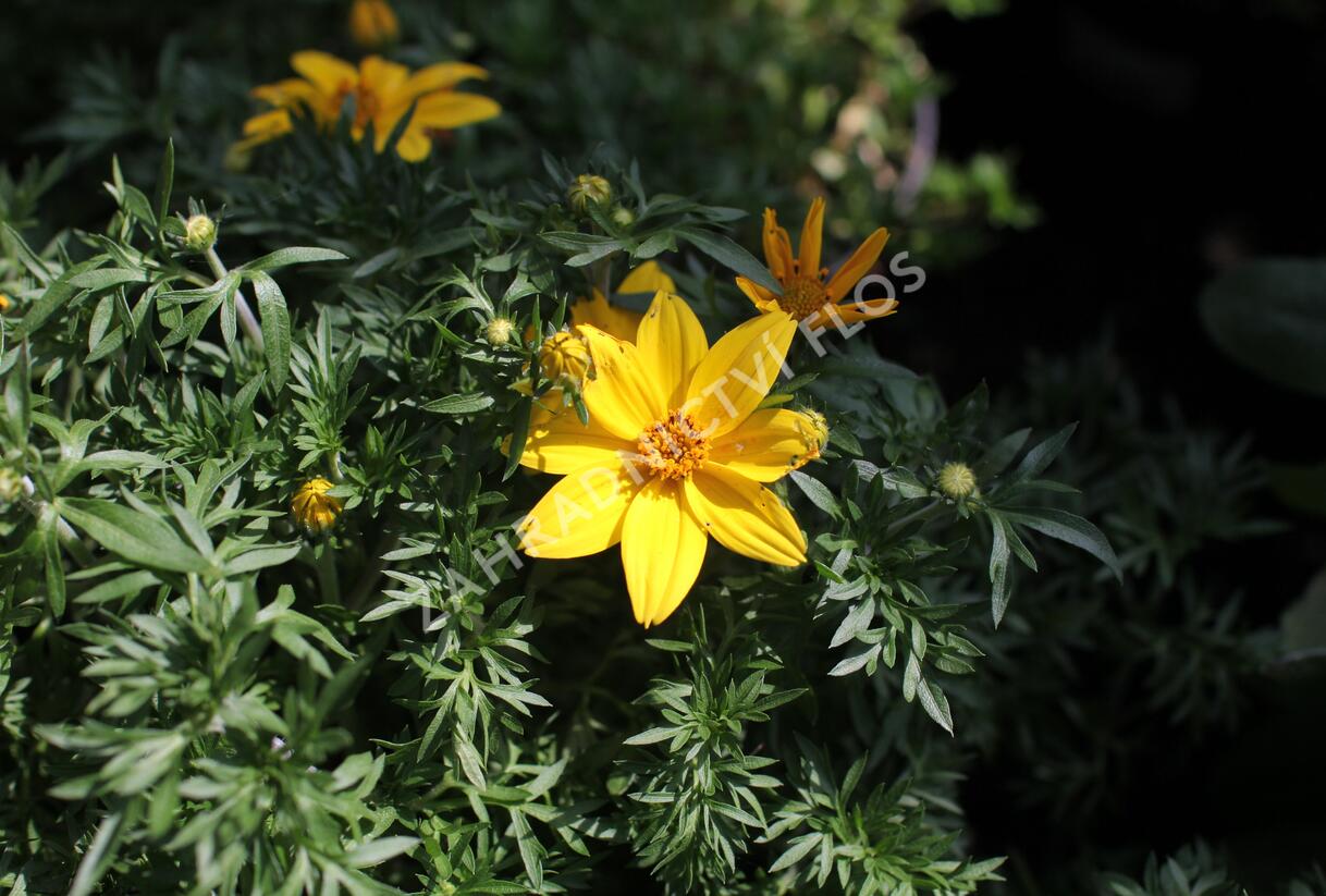 Dvouzubec prutolistý 'Interceptor' - Bidens ferulifolia 'Interceptor'