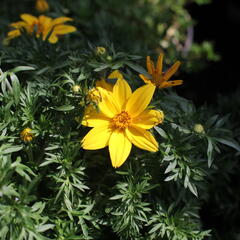 Dvouzubec prutolistý 'Interceptor' - Bidens ferulifolia 'Interceptor'