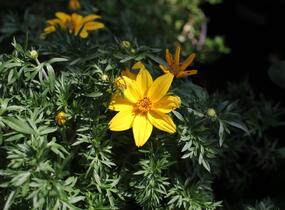 Dvouzubec prutolistý 'Interceptor' - Bidens ferulifolia 'Interceptor'