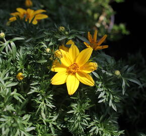 Dvouzubec prutolistý 'Interceptor' - Bidens ferulifolia 'Interceptor'