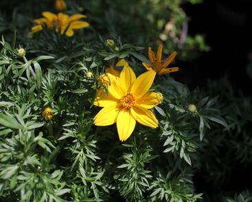 Dvouzubec prutolistý 'Interceptor'