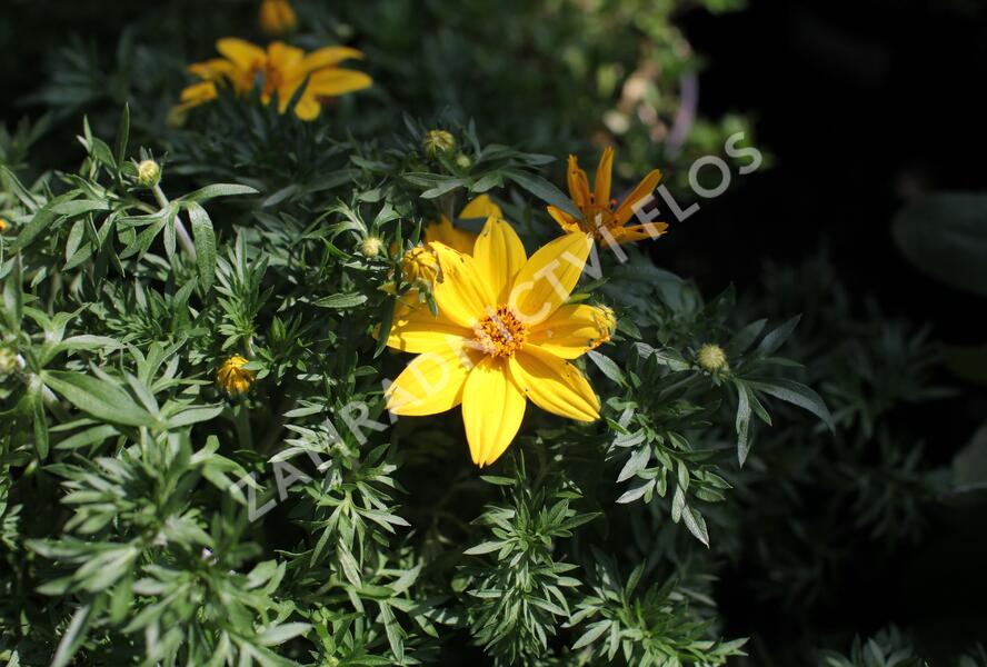 Dvouzubec prutolistý 'Interceptor' - Bidens ferulifolia 'Interceptor'