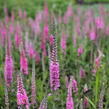 Rozrazil klasnatý 'Rosa Zwerg' - Veronica spicata 'Rosa Zwerg'