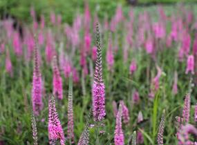 Rozrazil klasnatý 'Rosa Zwerg' - Veronica spicata 'Rosa Zwerg'
