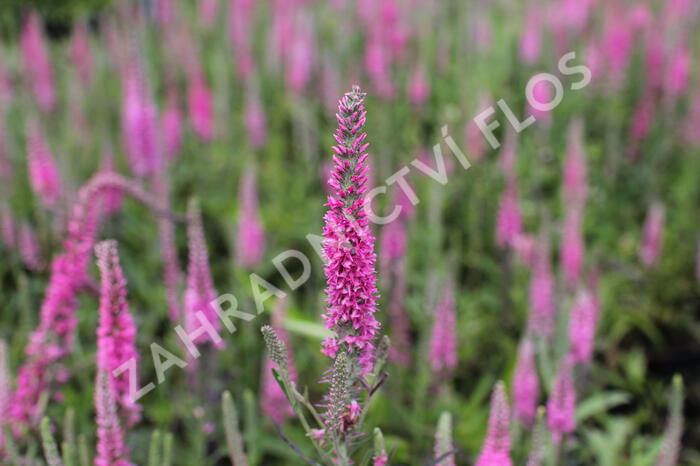 Rozrazil klasnatý 'Rosa Zwerg' - Veronica spicata 'Rosa Zwerg'