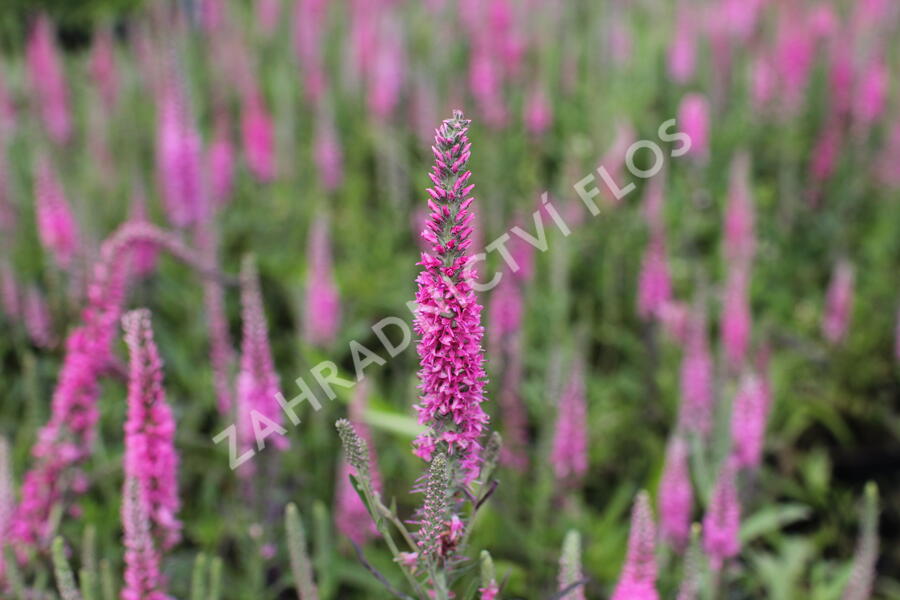Rozrazil klasnatý 'Rosa Zwerg' - Veronica spicata 'Rosa Zwerg'