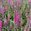 Rozrazil klasnatý 'Rosa Zwerg' - Veronica spicata 'Rosa Zwerg'