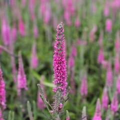 Rozrazil klasnatý 'Rosa Zwerg' - Veronica spicata 'Rosa Zwerg'