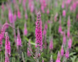 Rozrazil klasnatý 'Rosa Zwerg'