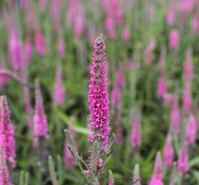 Rozrazil klasnatý 'Rosa Zwerg' - Veronica spicata 'Rosa Zwerg'