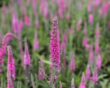 Rozrazil klasnatý 'Rosa Zwerg'