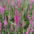 Veronica spicata 'Rosa Zwerg'.JPG