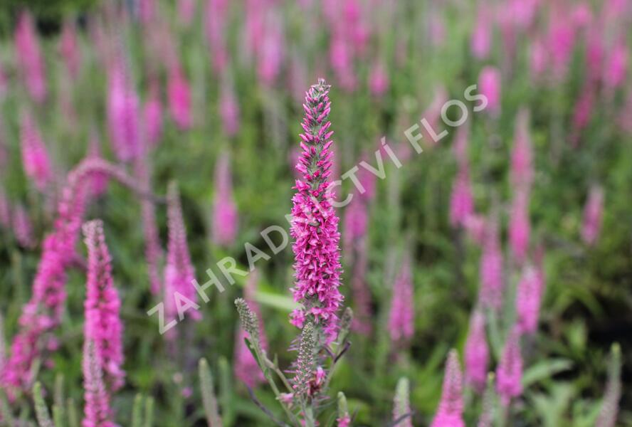 Rozrazil klasnatý 'Rosa Zwerg' - Veronica spicata 'Rosa Zwerg'