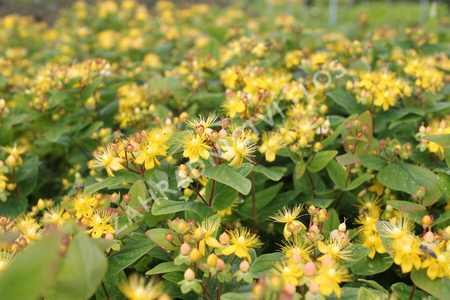 Třezalka nevonná 'Beauty' - Hypericum inodorum Magical 'Beauty'