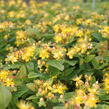 Třezalka nevonná 'Beauty' - Hypericum inodorum Magical 'Beauty'