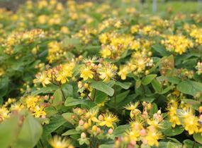Třezalka nevonná 'Beauty' - Hypericum inodorum Magical 'Beauty'