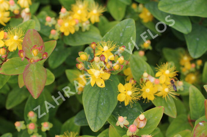 Třezalka nevonná 'Beauty' - Hypericum inodorum Magical 'Beauty'