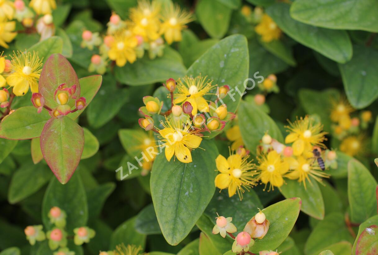 Třezalka nevonná 'Beauty' - Hypericum inodorum Magical 'Beauty'