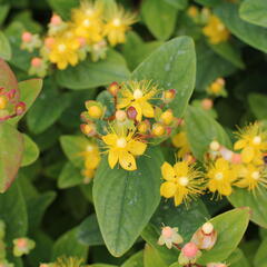 Třezalka nevonná 'Beauty' - Hypericum inodorum Magical 'Beauty'
