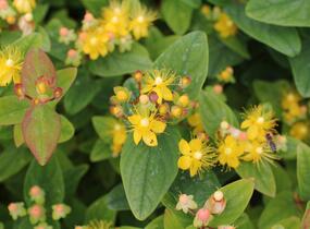 Třezalka nevonná 'Beauty' - Hypericum inodorum Magical 'Beauty'
