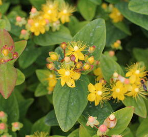 Třezalka nevonná 'Beauty' - Hypericum inodorum Magical 'Beauty'